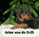 a_Arius_kl a_Arius_kl