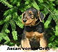 a_Ascan_kl a_Ascan_kl