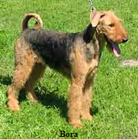 bora2 bora2