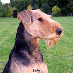 eddy2 eddy2