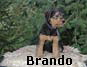 a_brando03