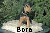 bora03