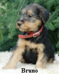 bruno-2