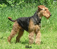 ilko