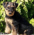a_Dexter_PC