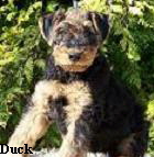 a_Duck_PC