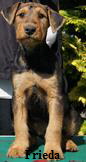 Frieda-2 Frieda-2