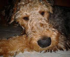 filusi-schlagf filusi-schlagf