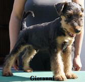 Gio Gio