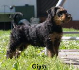 Gipsy Gipsy