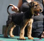 Gismo Gismo