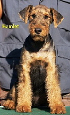 hamlet-wurfe-1